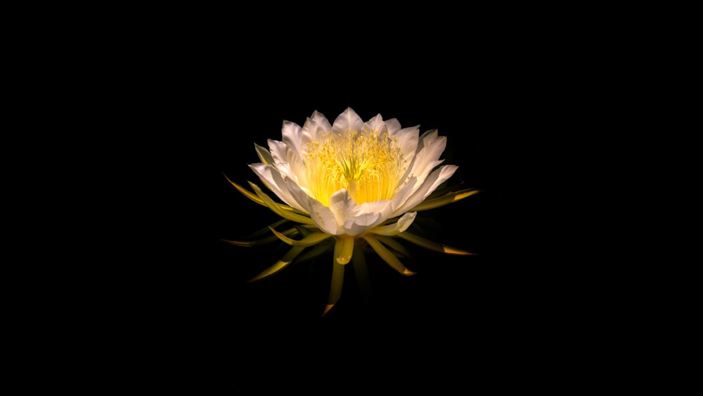a white and yellow flower on a black background