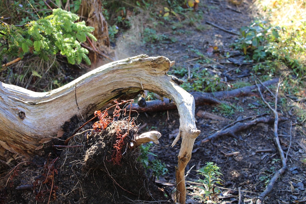 a fallen tree branch laying on the ground