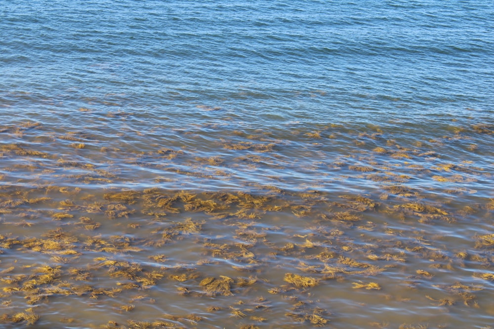 a large body of water with algae growing on it