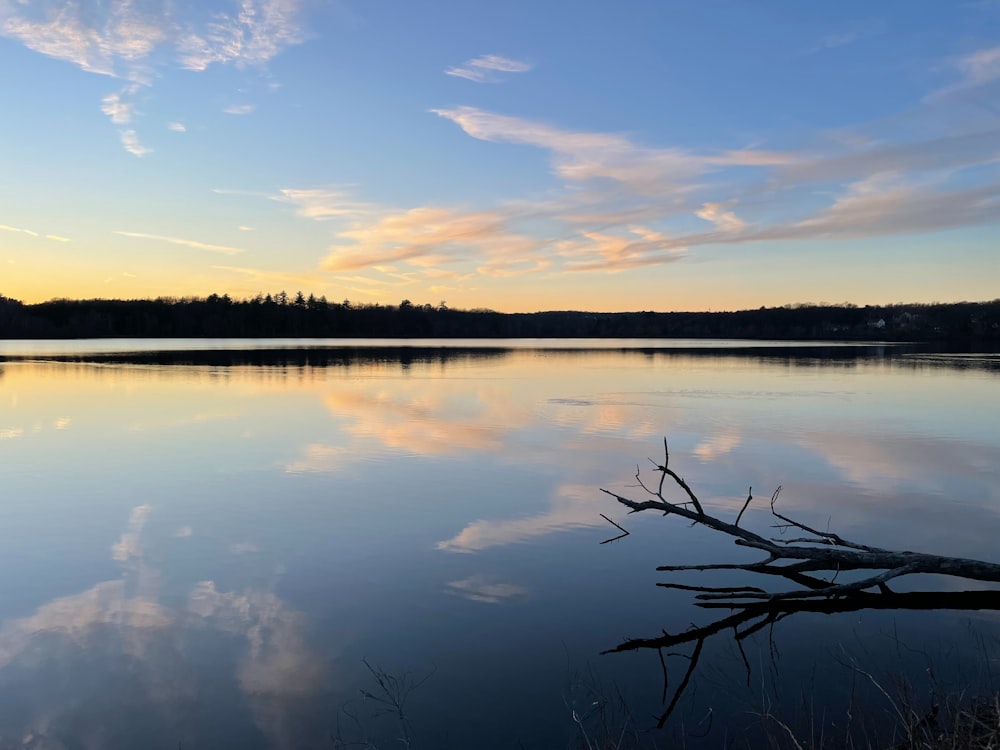 un grand plan d’eau entouré d’une forêt