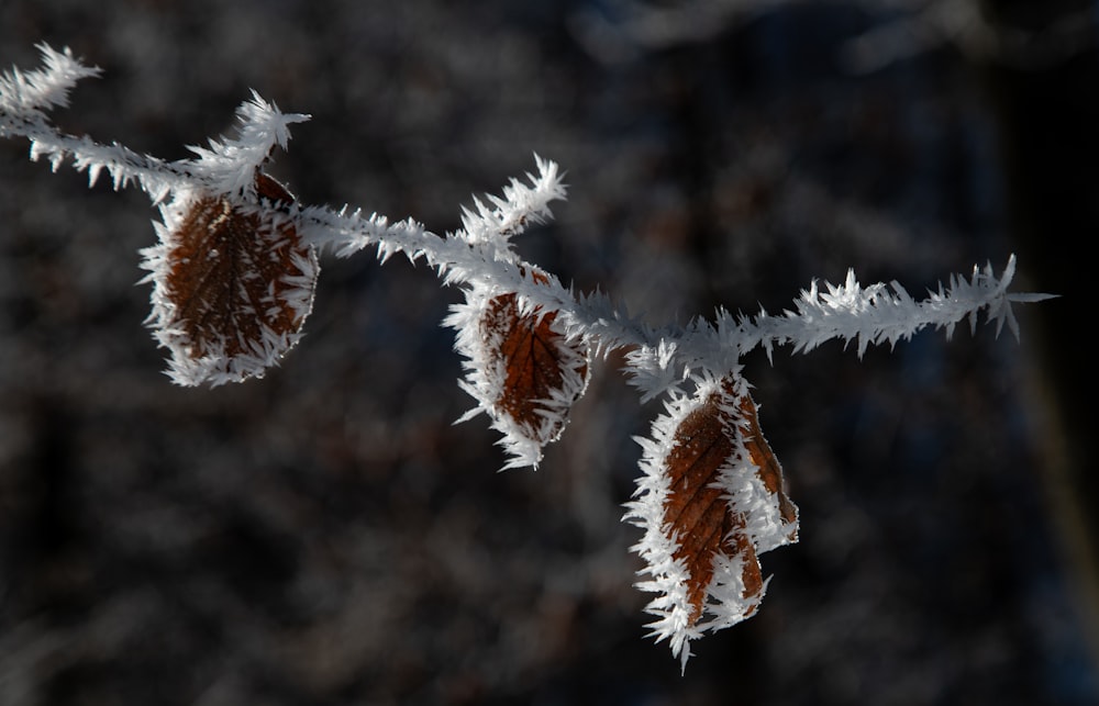 Nahaufnahme einer Pflanze mit Frost darauf