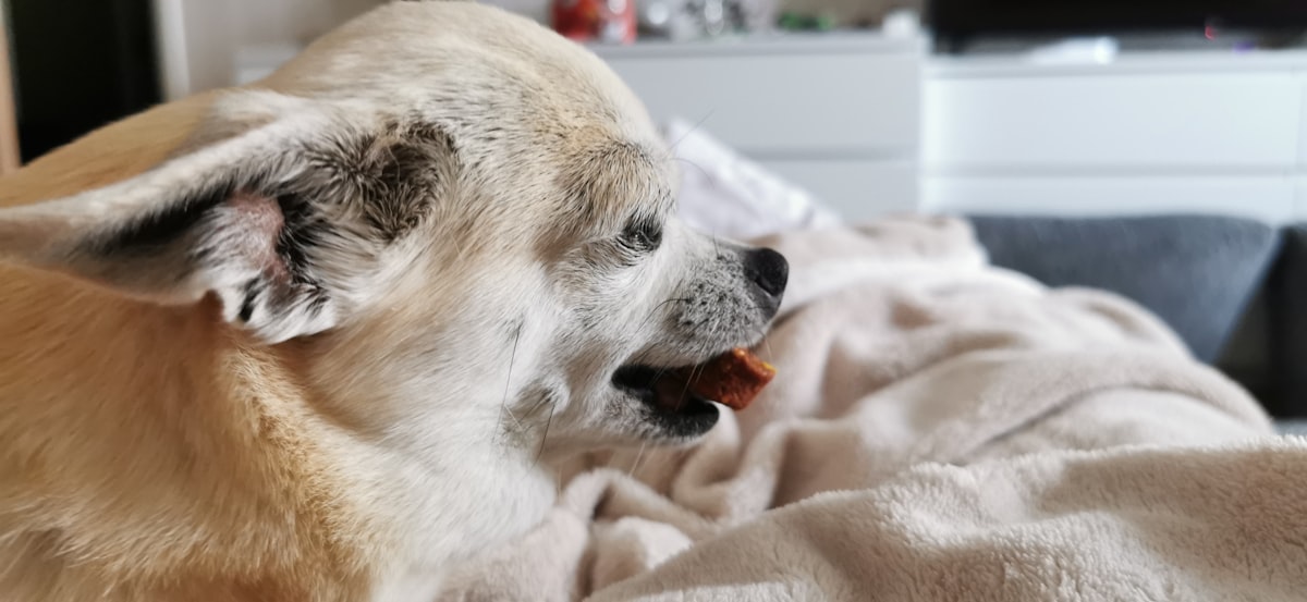Dog resting comfortably after outdoor activity