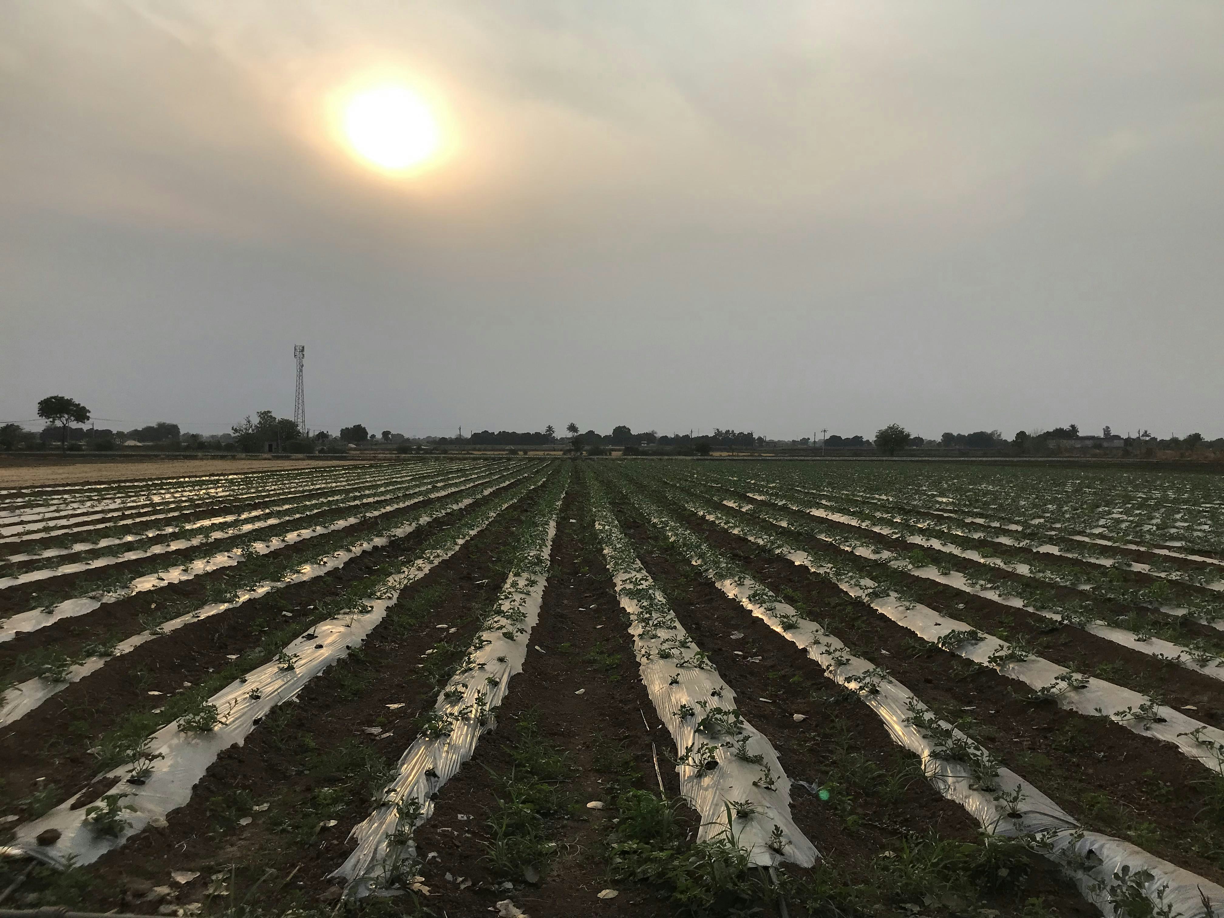 A massive solar farm in rural India with digital data overlays representing machine learning revolutionizing energy foreca...