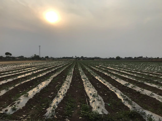 a large field with rows of plants in it