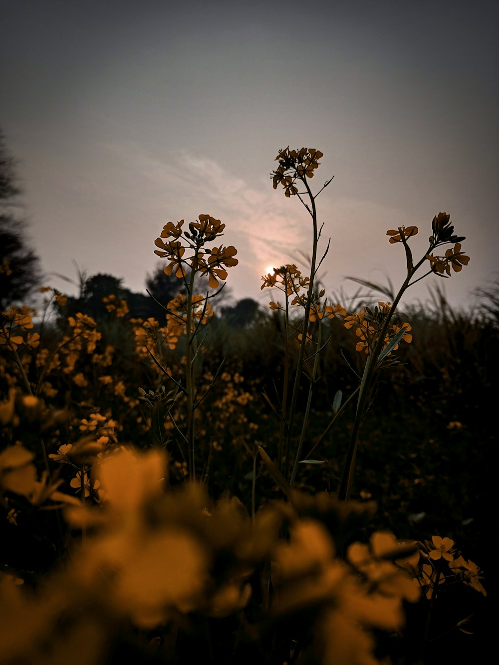 the sun is setting over a field of wildflowers