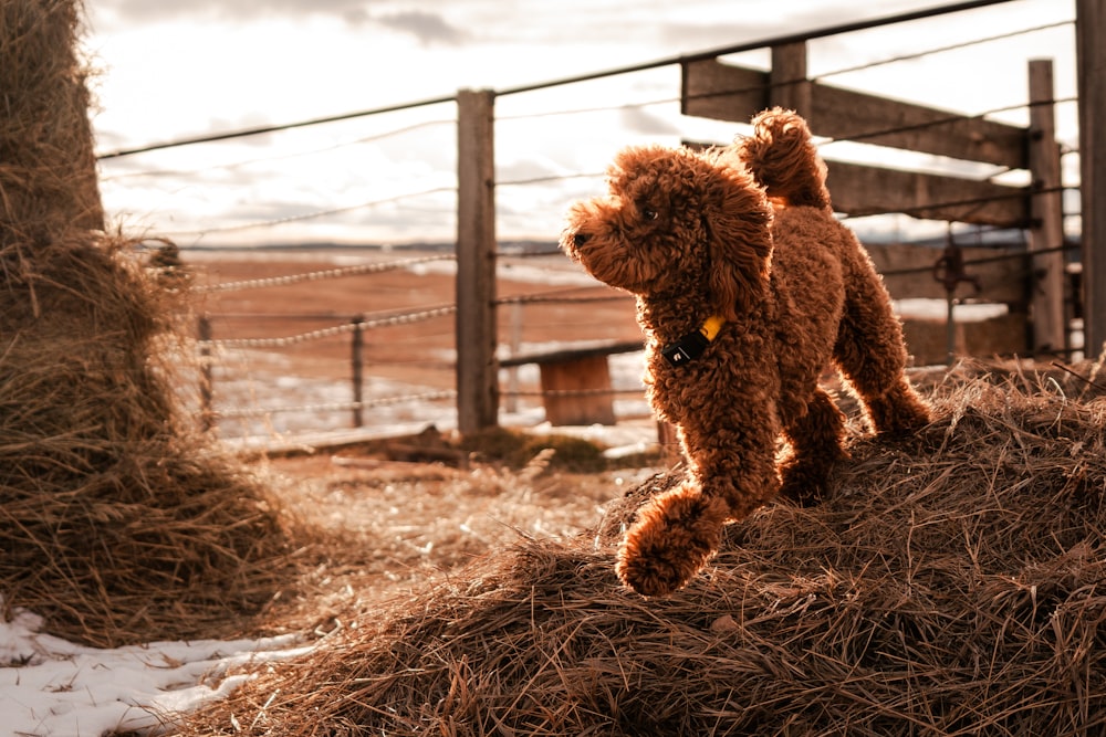 a brown poodle running over a pile of hay