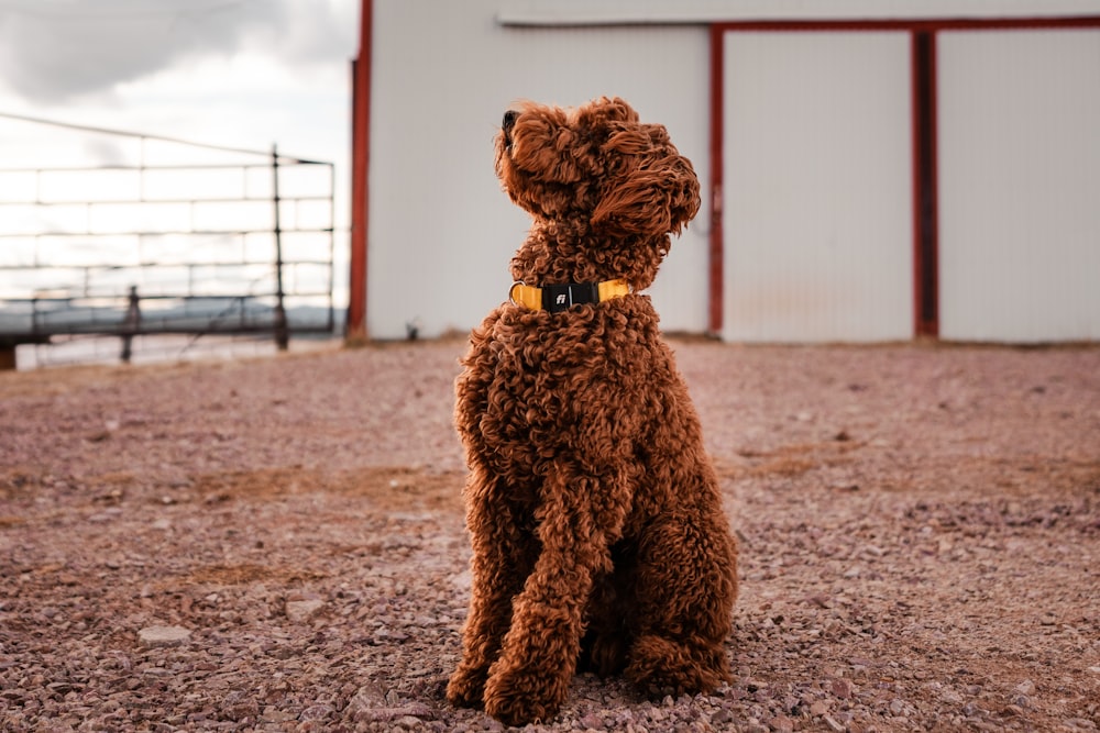 a brown dog sitting on top of a dirt field