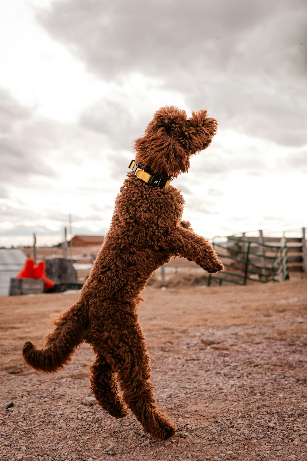 a dog that is jumping in the air