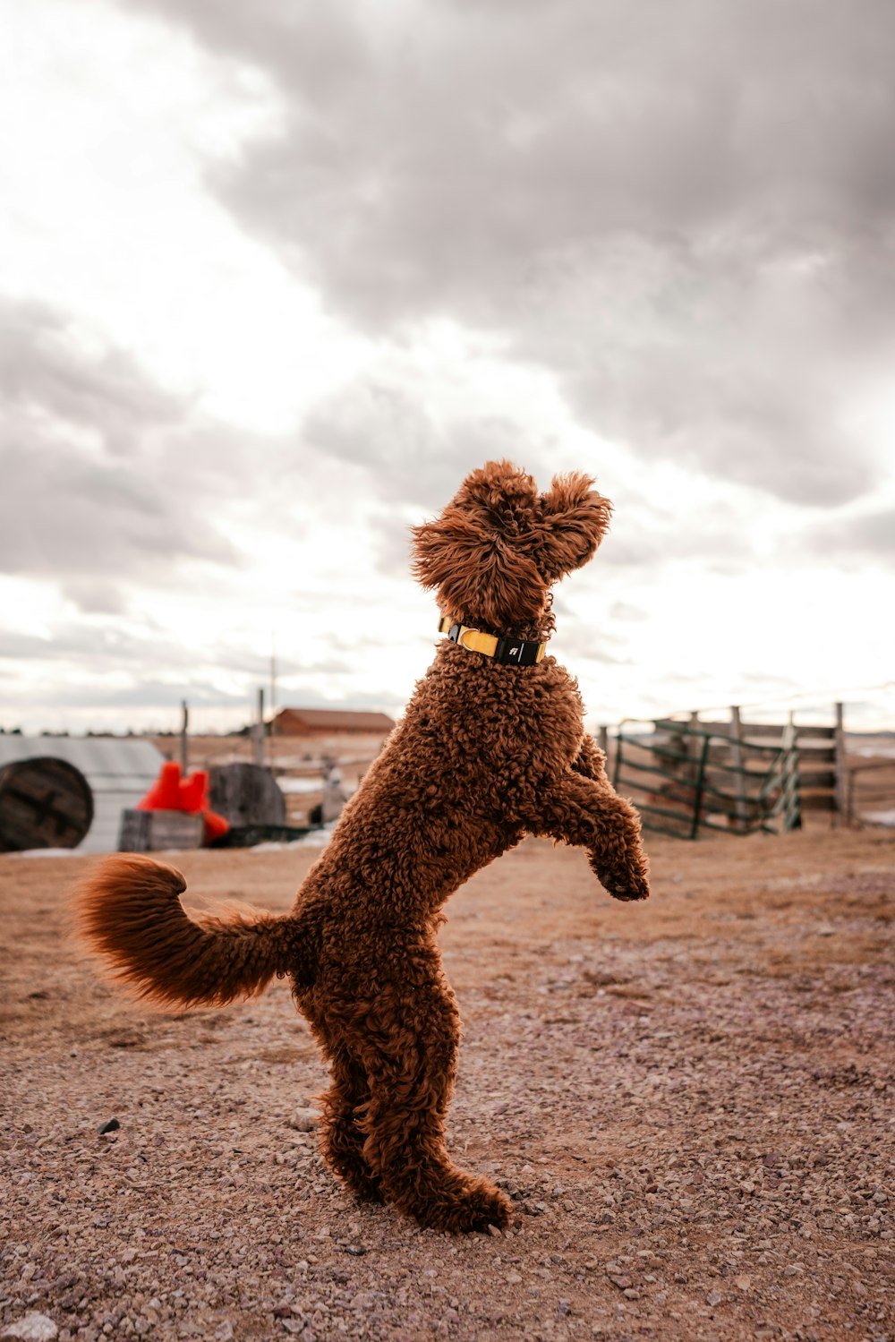 a brown dog standing on its hind legs