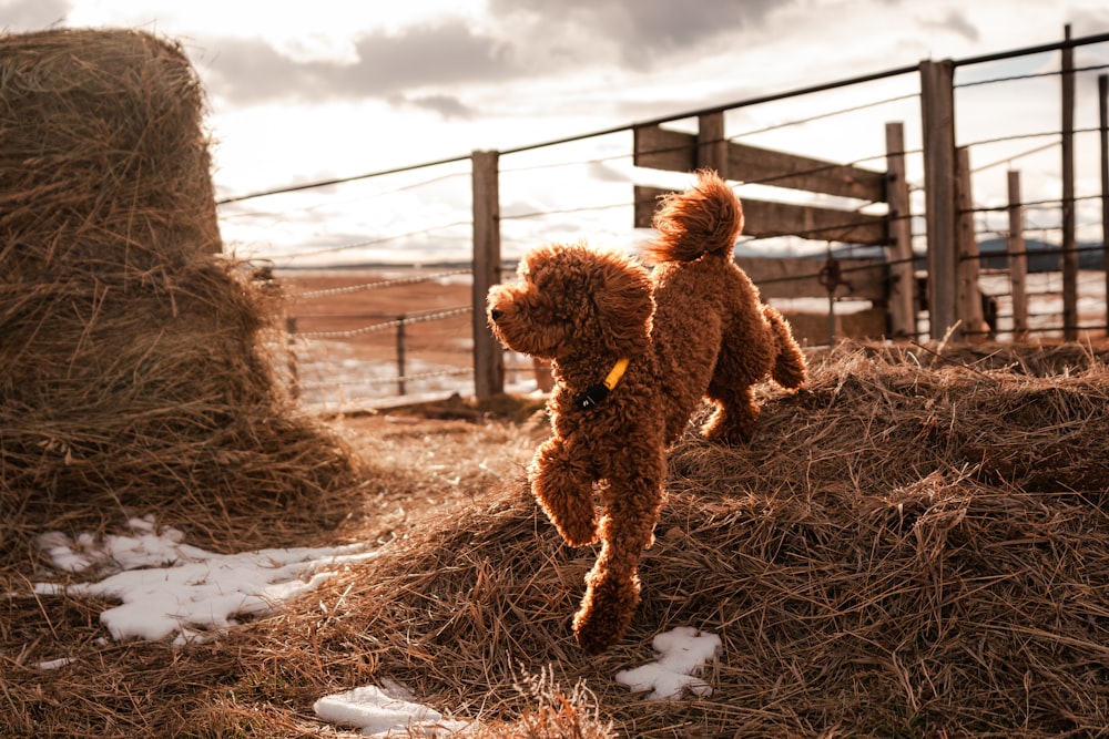 a brown dog jumping over a pile of hay