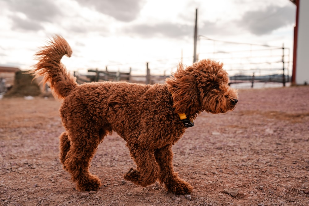 a brown dog standing on top of a dirt field