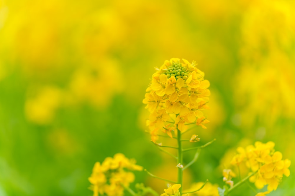 a close up of a yellow flower in a field