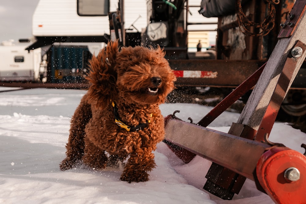 a brown dog is running through the snow