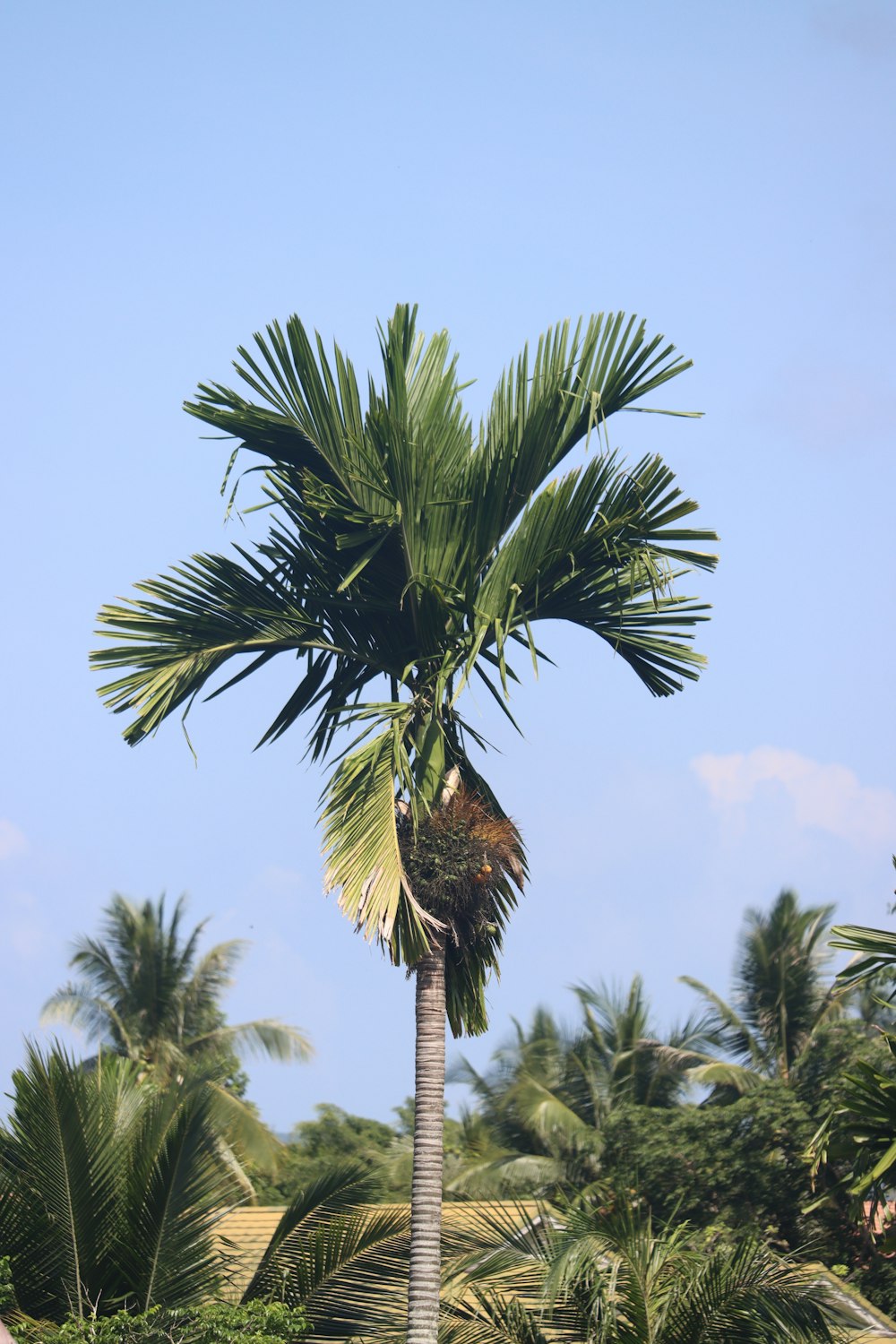 a palm tree with a bird perched on it