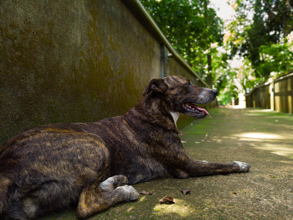 a dog laying on the ground next to a wall