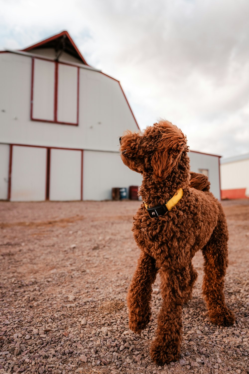 a brown dog standing on top of a dirt field