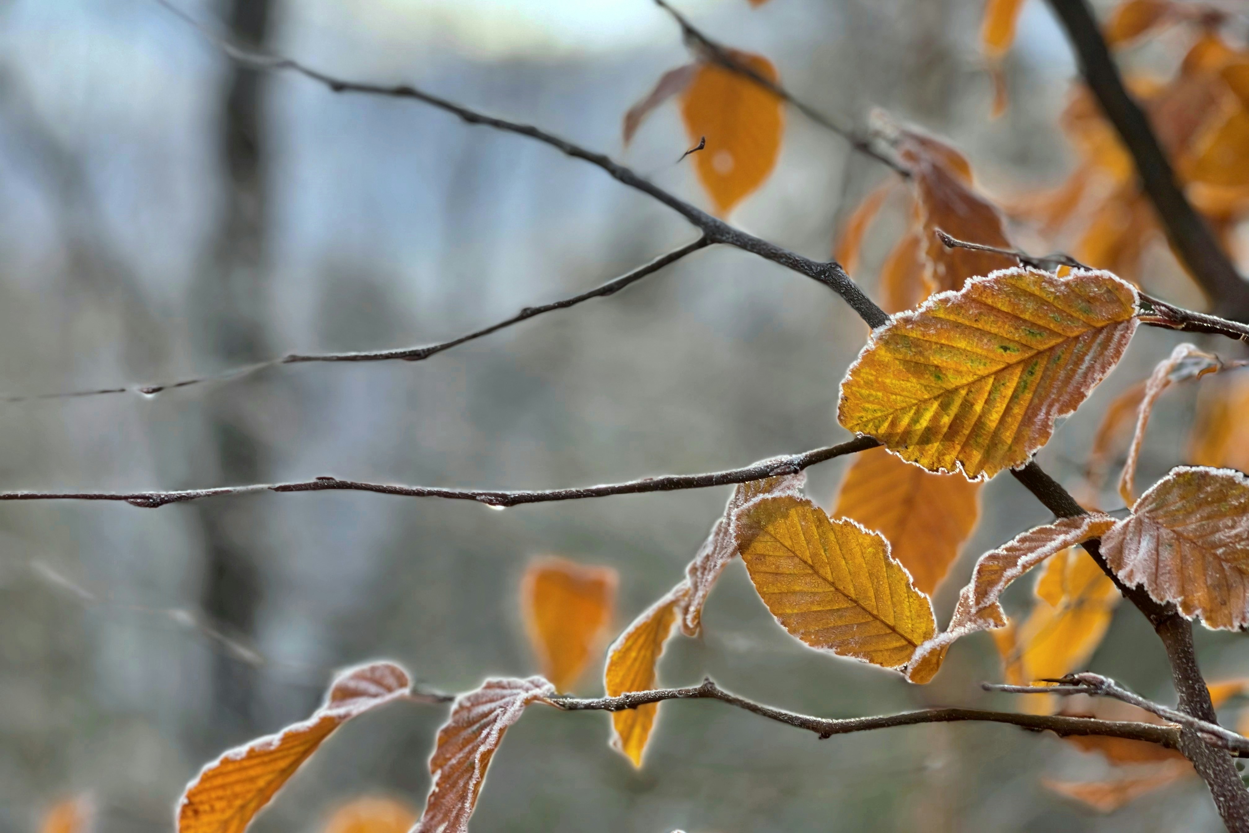 Une branche d'arbre avec des feuilles jaunes à l'automne photo – Image  gratuite de Hiver sur Unsplash, image size:3000x2000