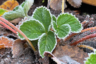 a green plant with frost on it's leaves