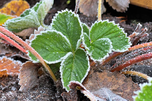 a green plant with frost on it's leaves