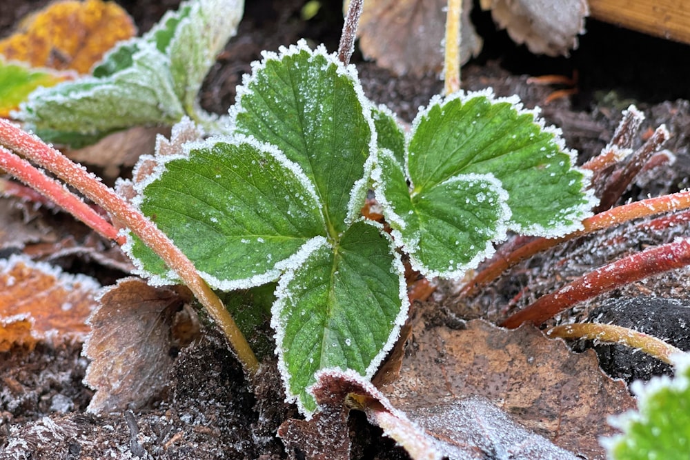 a green plant with frost on it's leaves