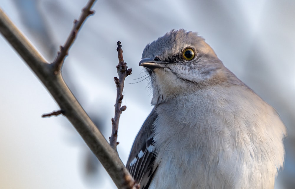 a close up of a bird on a tree branch