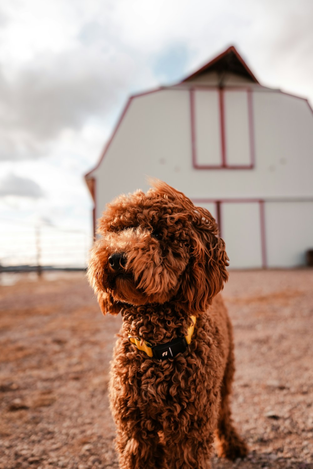 a brown dog standing in front of a barn