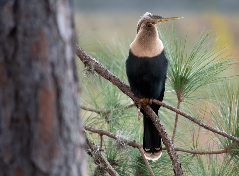 a bird perched on a branch of a pine tree