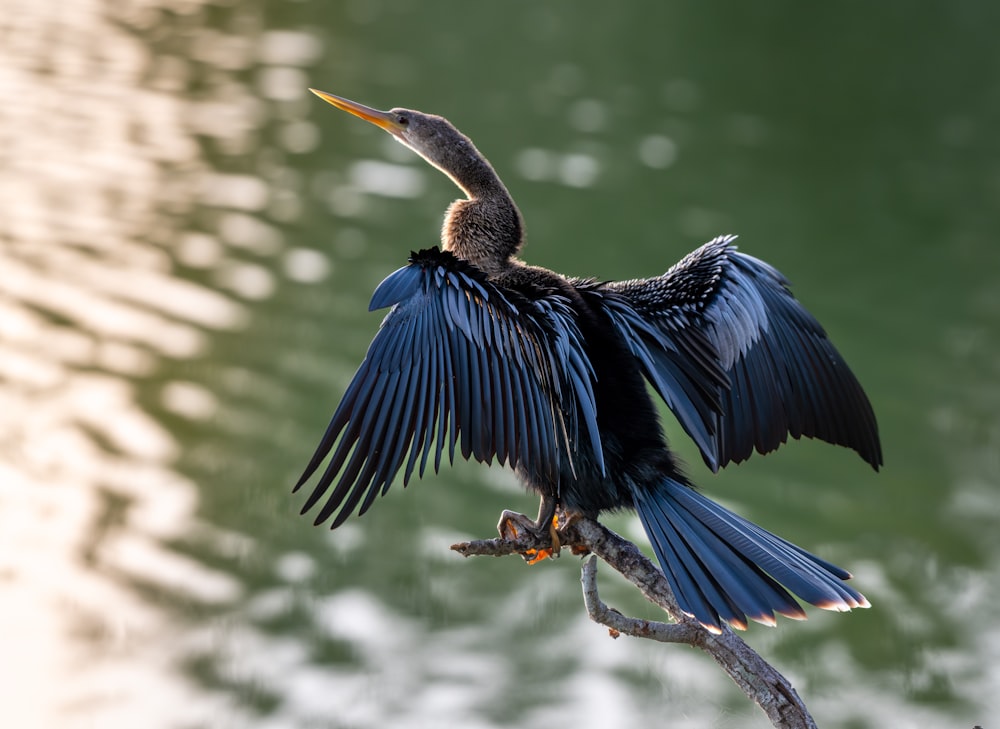 a bird with its wings spread sitting on a branch