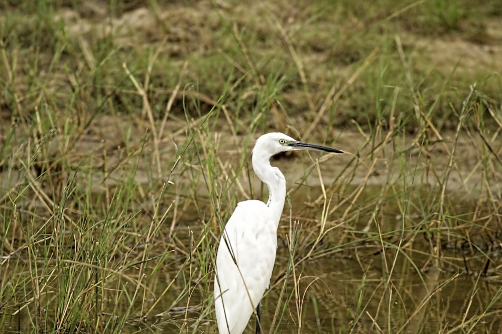 a white bird with a long neck standing in tall grass