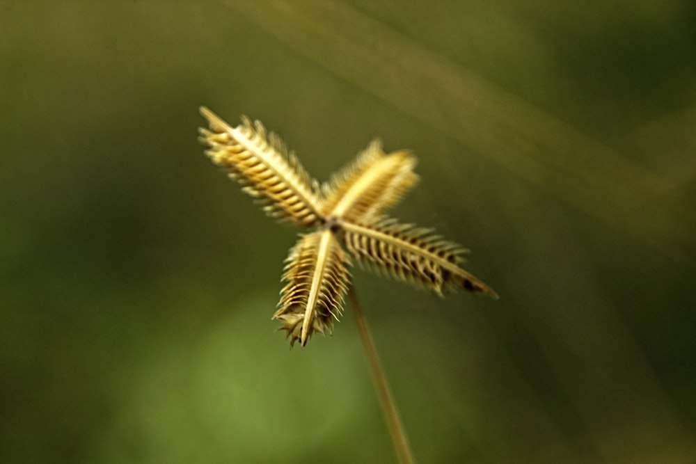 a close up of a plant with a blurry background