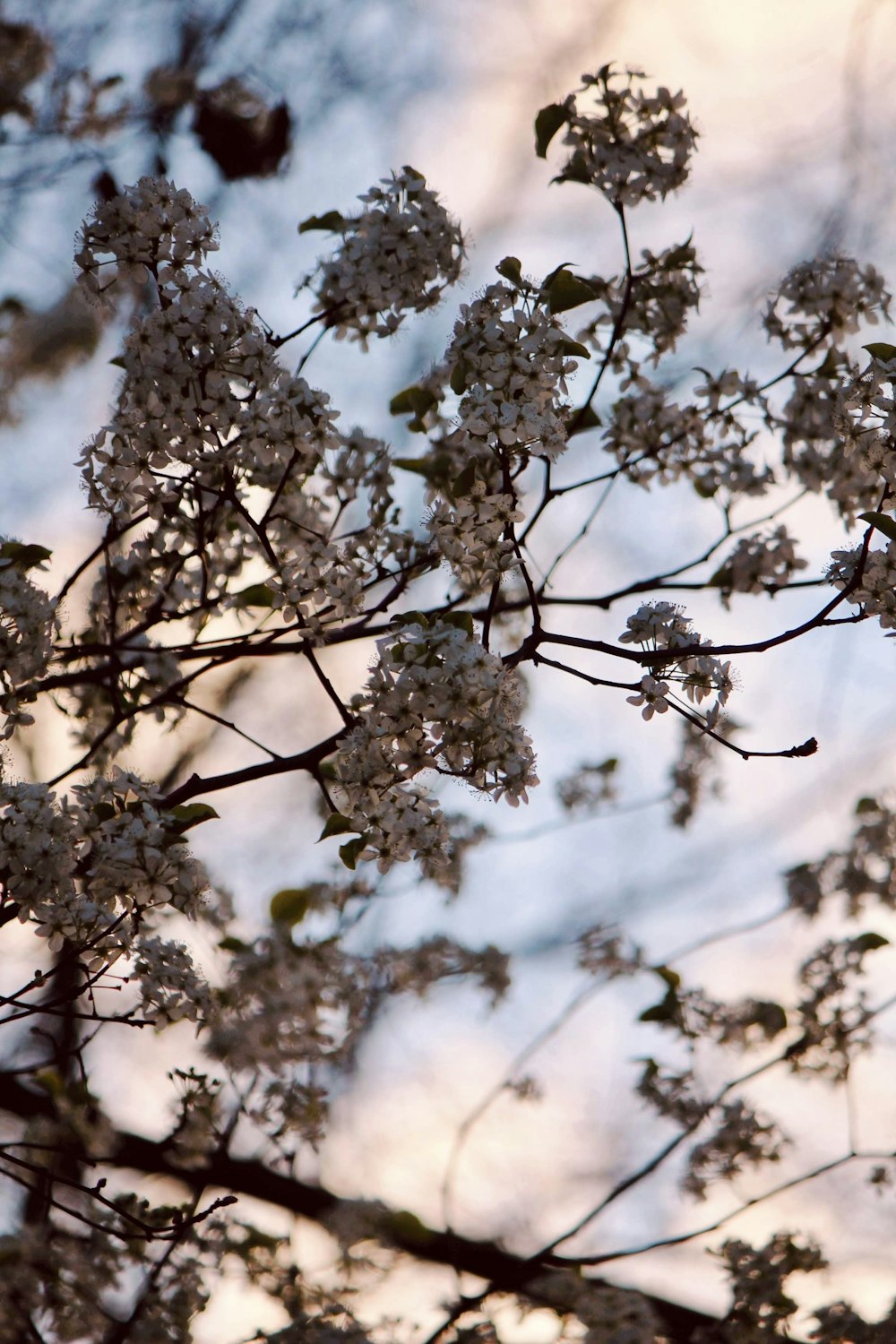 a tree branch with white flowers in the foreground