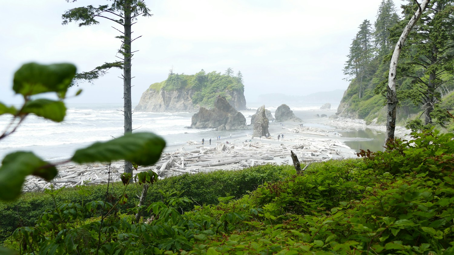 Evergreen trees framing Ruby Beach's driftwood-covered shoreline and sea stacks on Washington's misty Pacific coast.