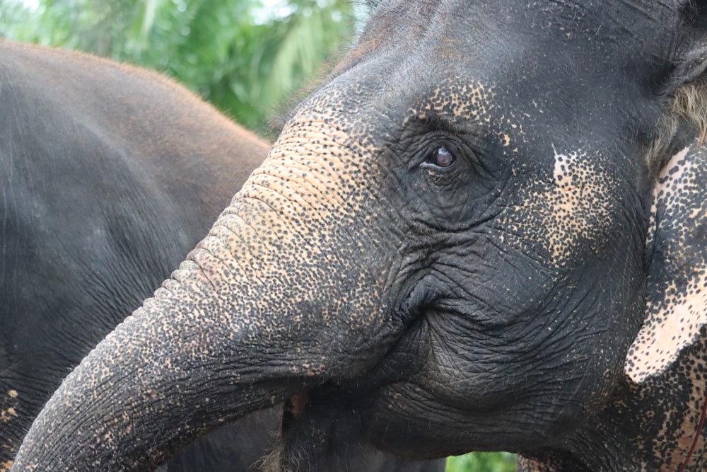 a close up of an elephant's face with trees in the background