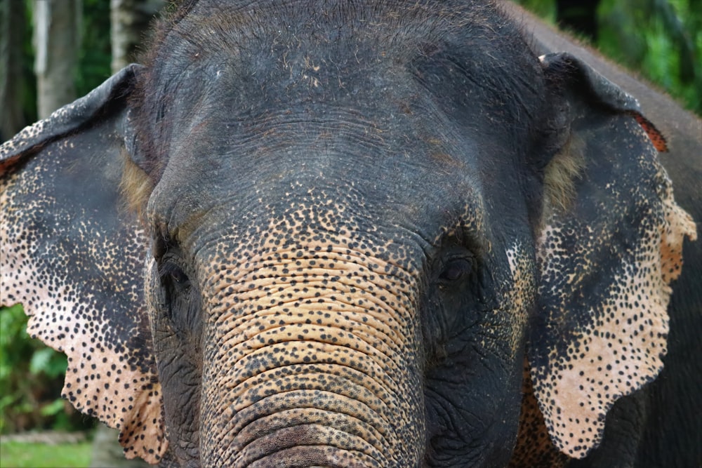 a close up of an elephant's face with trees in the background