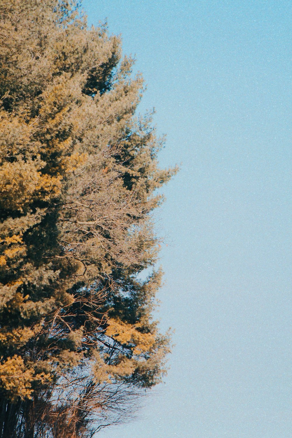 a bird flying in the sky near a tree