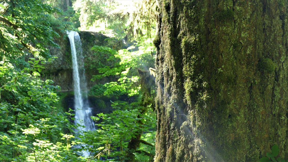 a waterfall in the middle of a lush green forest