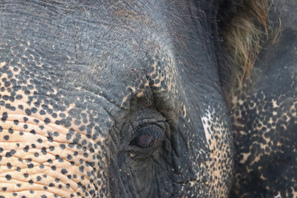 a close up view of an elephant's eye