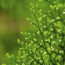 a close up of a plant with green leaves
