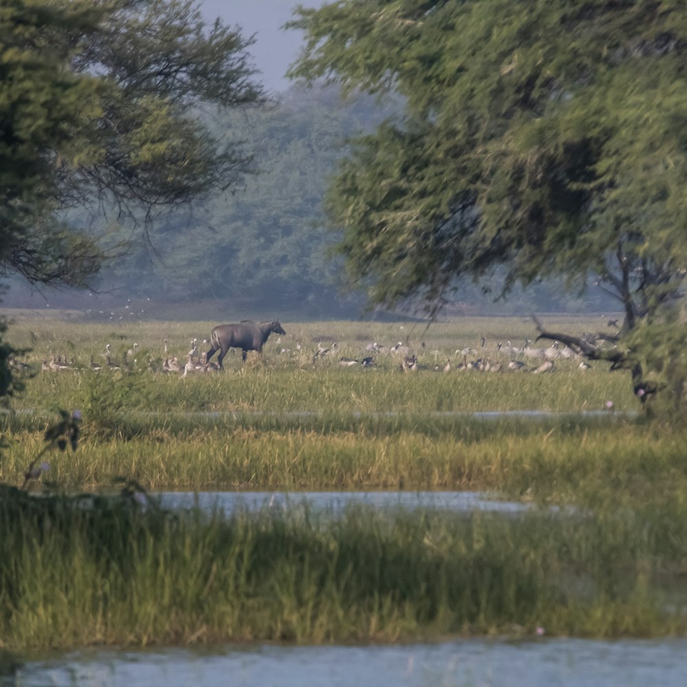 a herd of animals walking across a lush green field