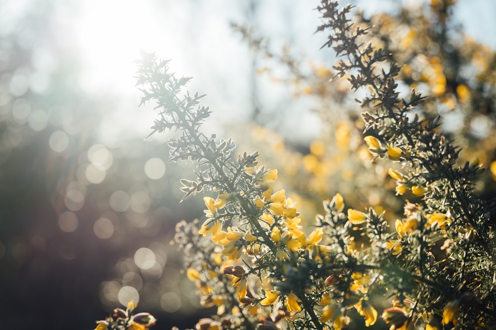 a close up of a plant with yellow flowers