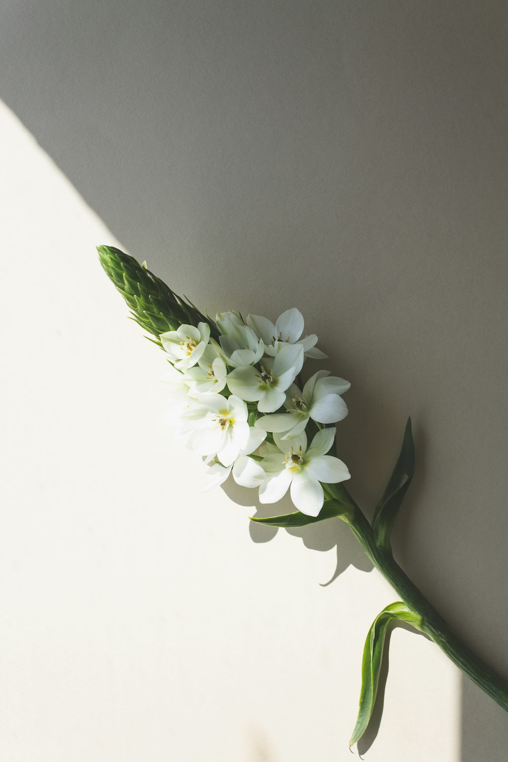 a white flower with green stems on a white surface