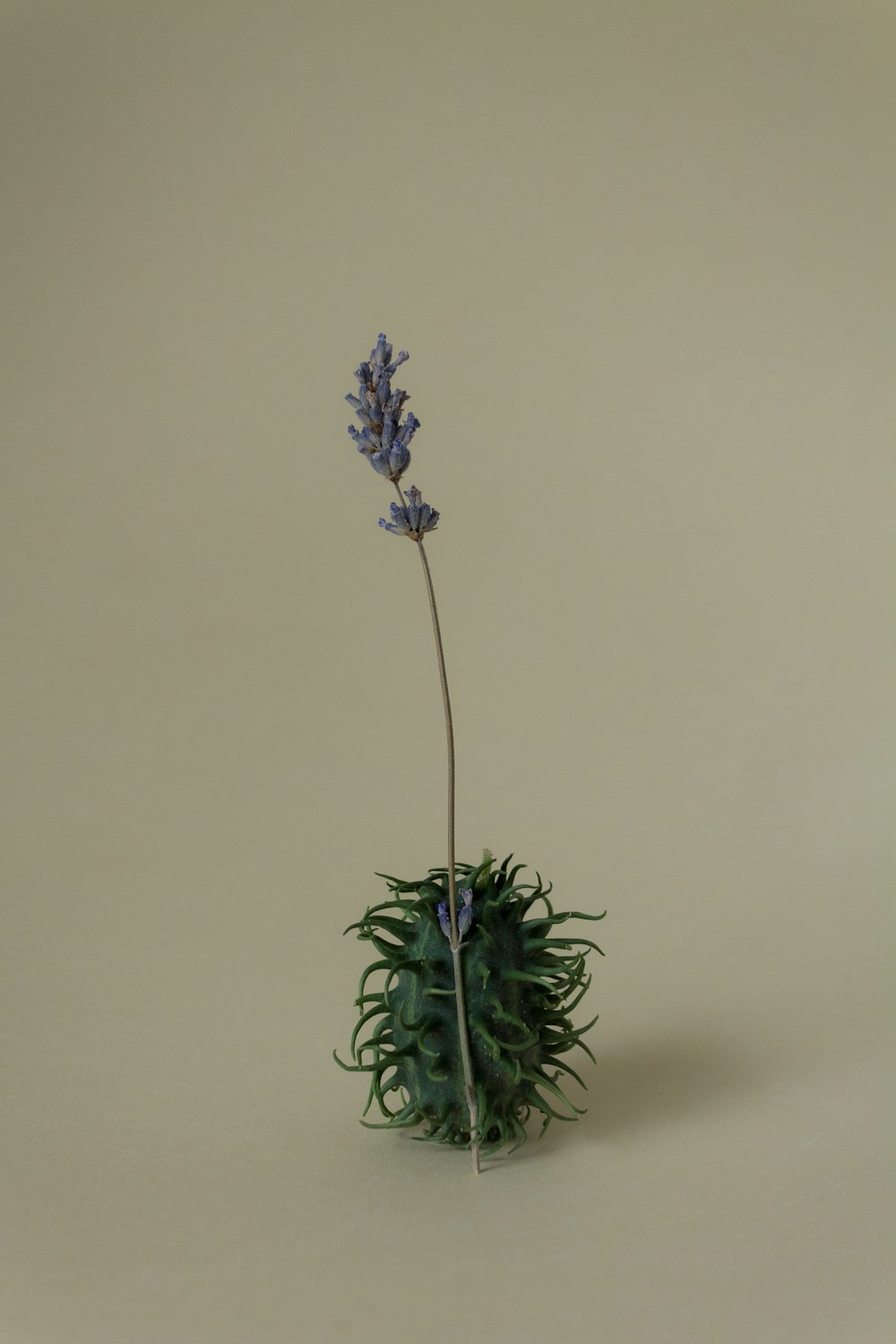 Un singolo fiore di lavanda in un vaso verde