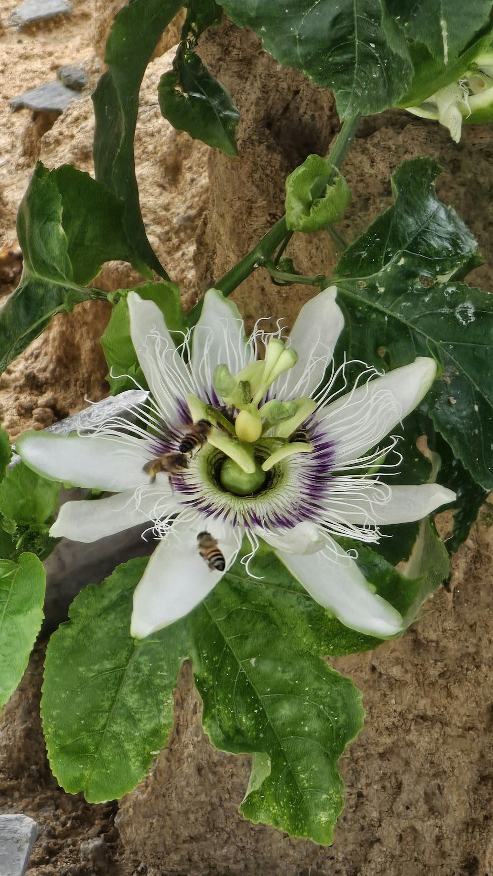 a close up of a flower on a plant