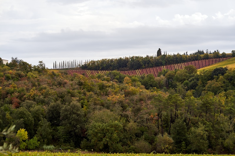 Weingut August Kesseler — Assmannshausen