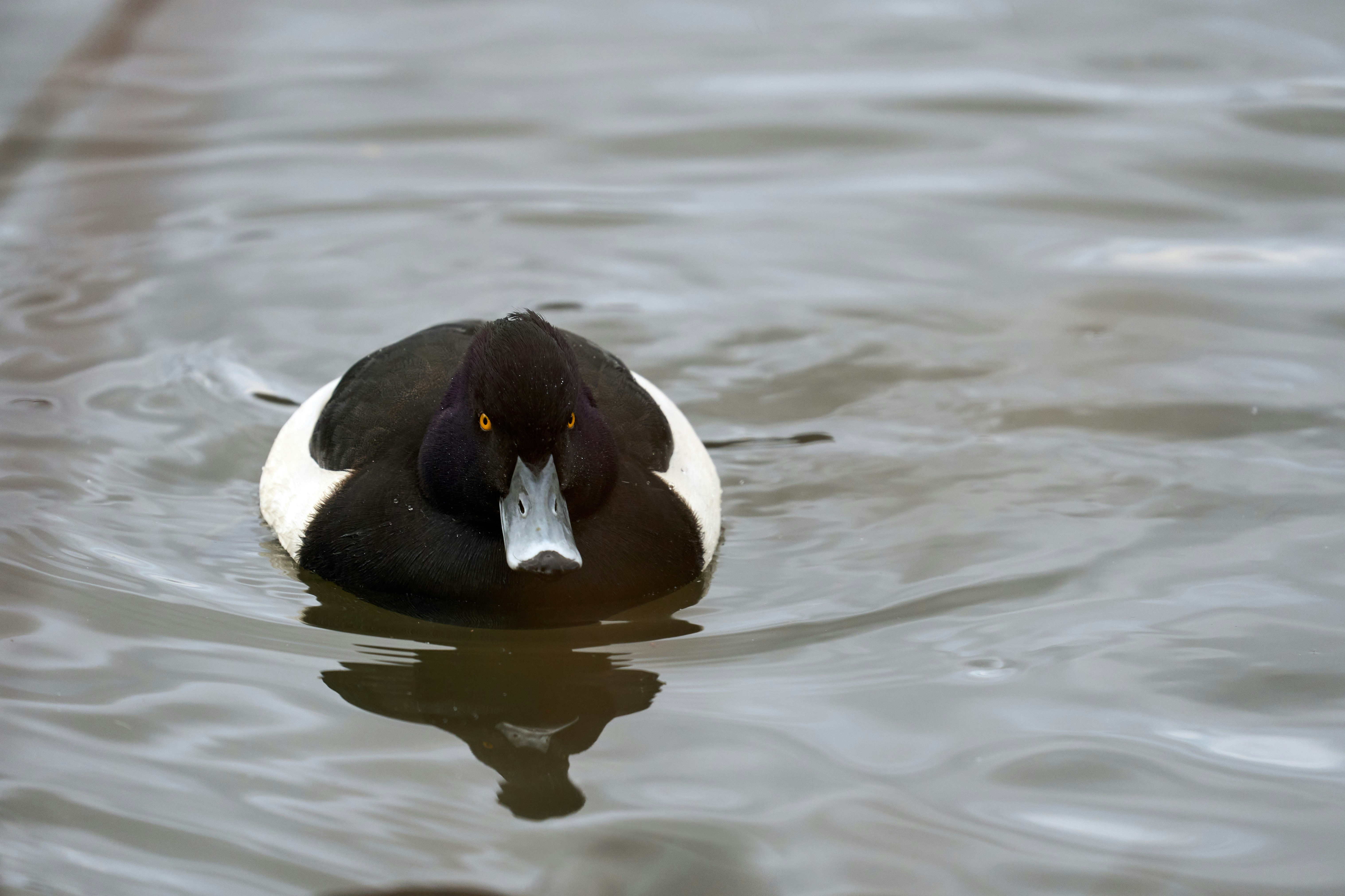 Photo by wolfgang_hasselmann