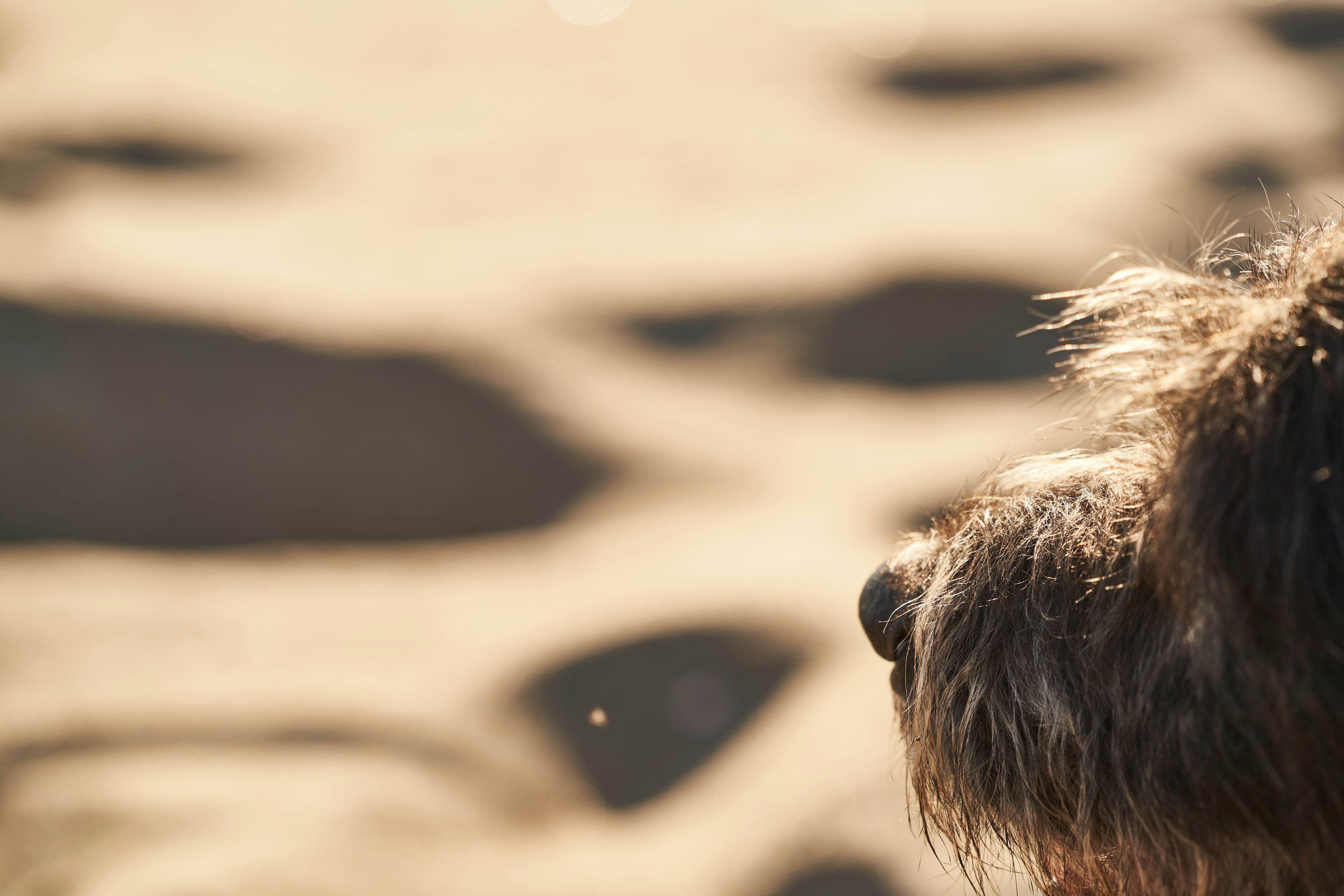 Photo by wolfgang_hasselmann