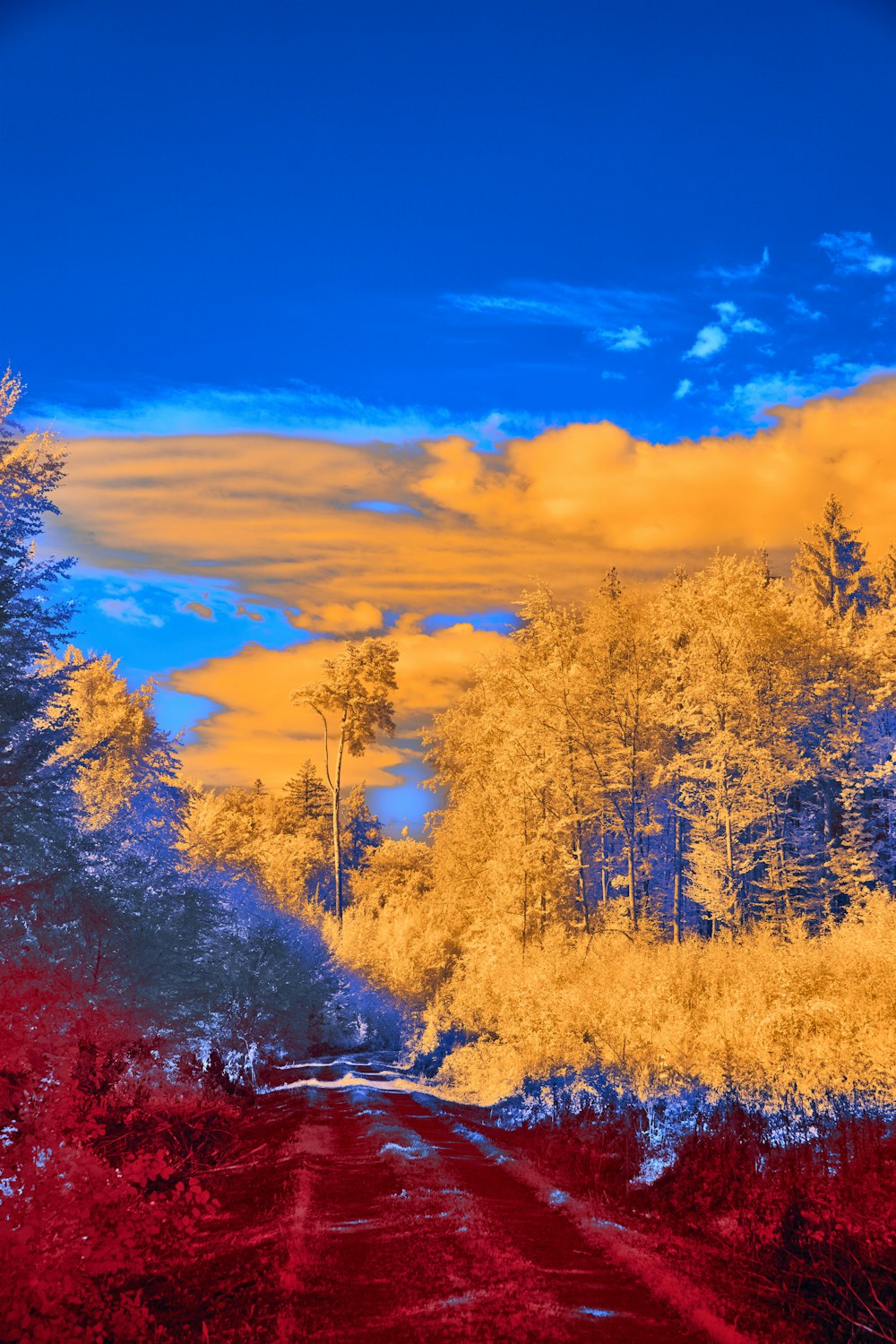 a red dirt road surrounded by tall trees