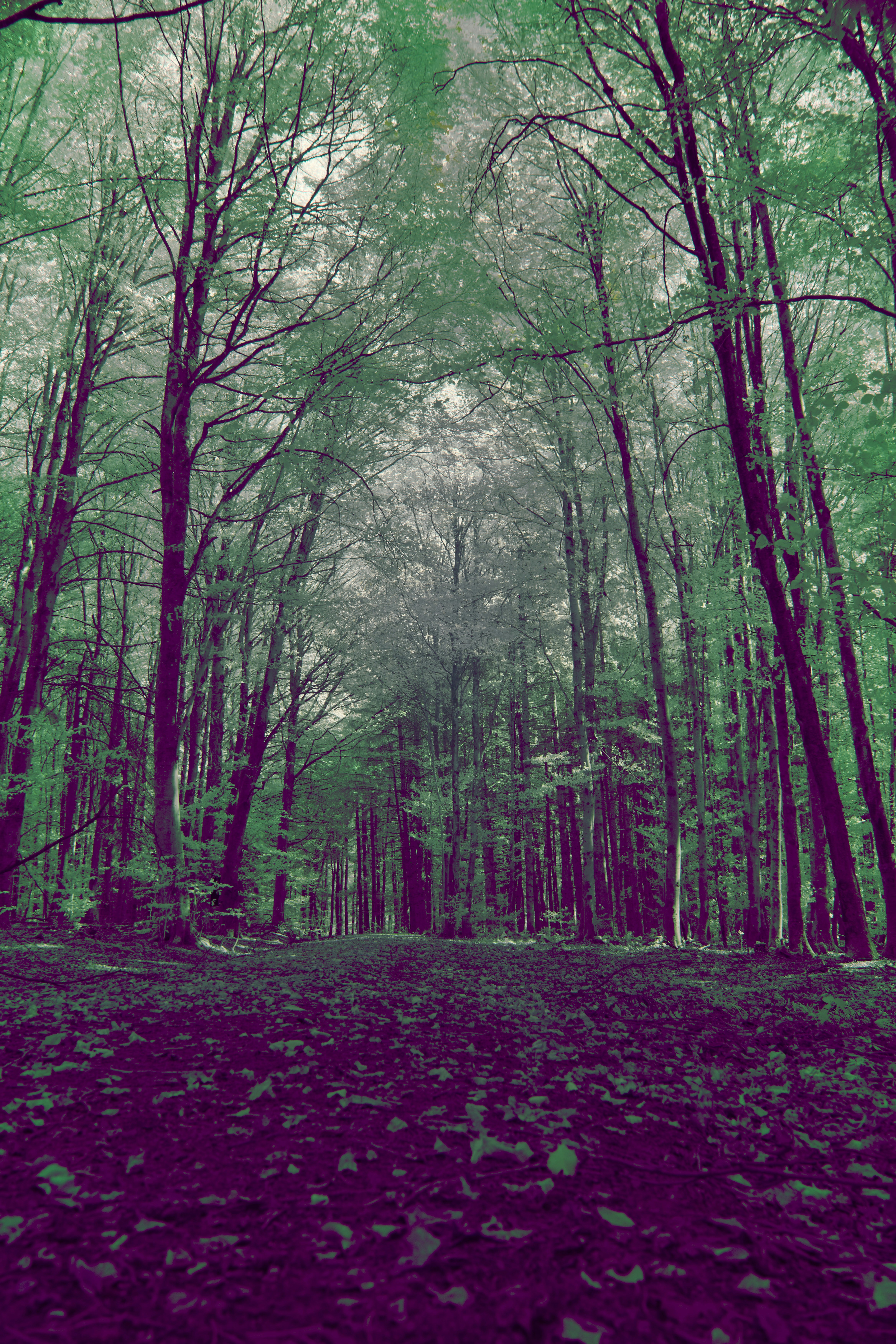 Photo by wolfgang_hasselmann