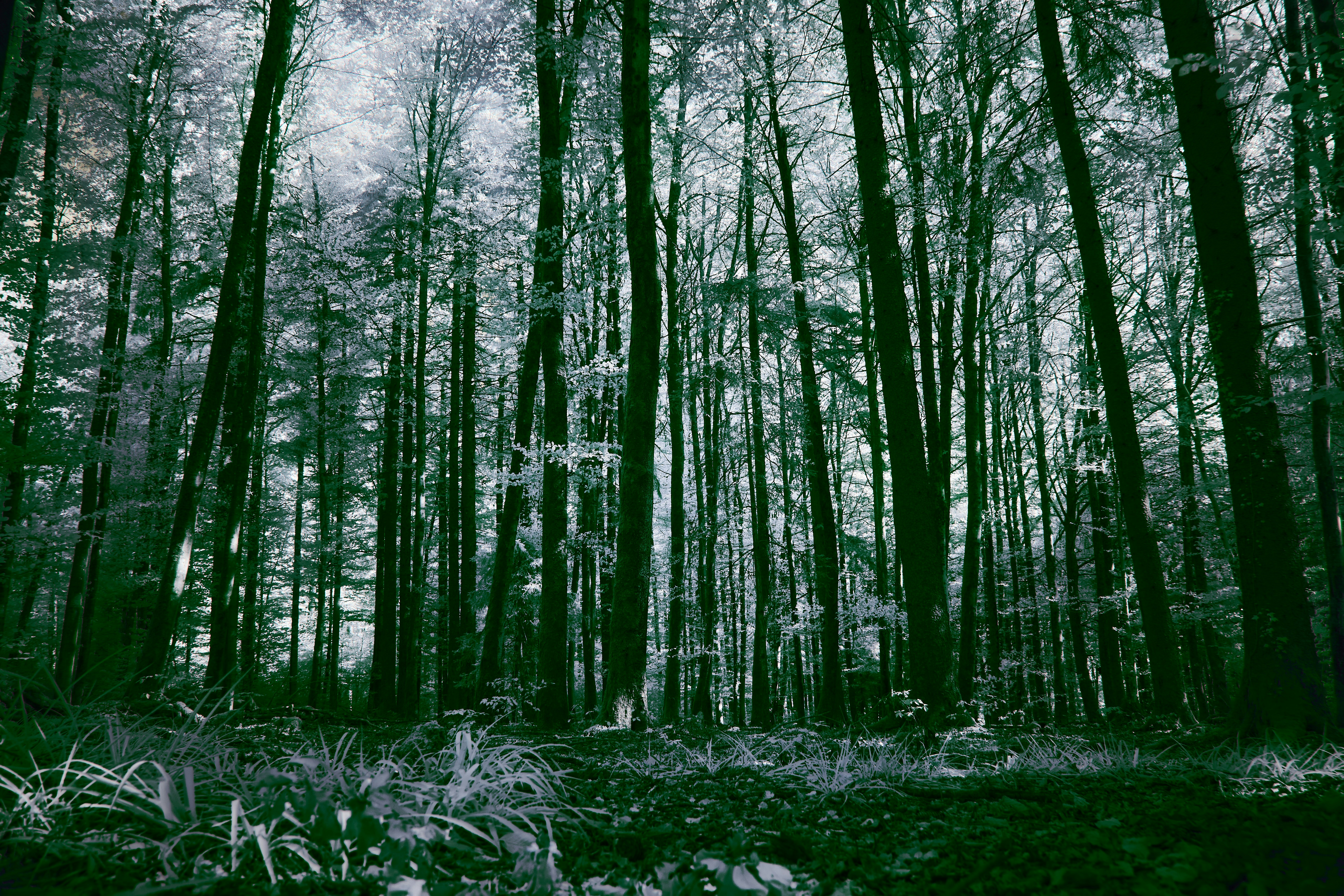 Photo by wolfgang_hasselmann