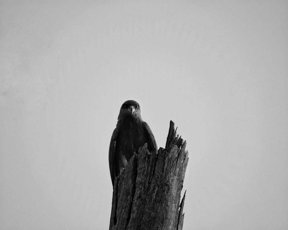 un pájaro sentado en la parte superior de un tocón de árbol